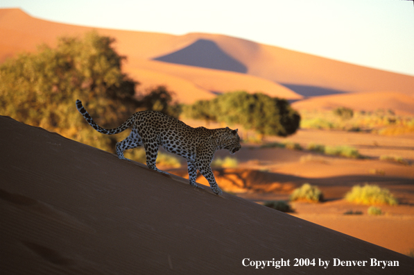 Leopard in habitat. Africa