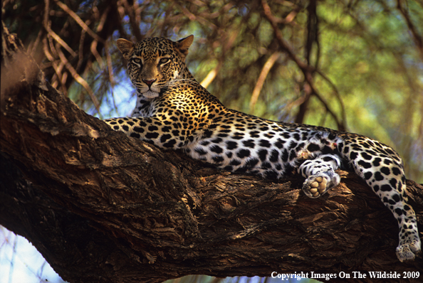 Leopard resting in Tree