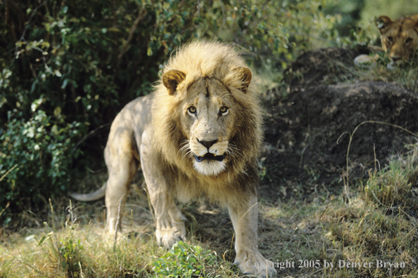 Aggressive male in the African bush.