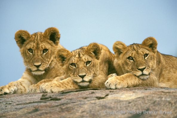 Lion cubs laying on rock face. Africa.