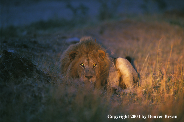 Male African lion in habitat. Africa