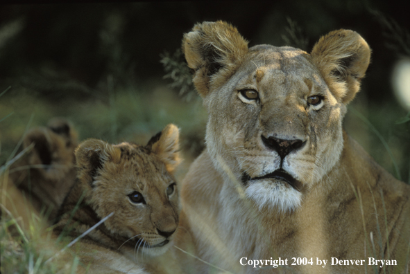 Female African lion with cubs.  Africa