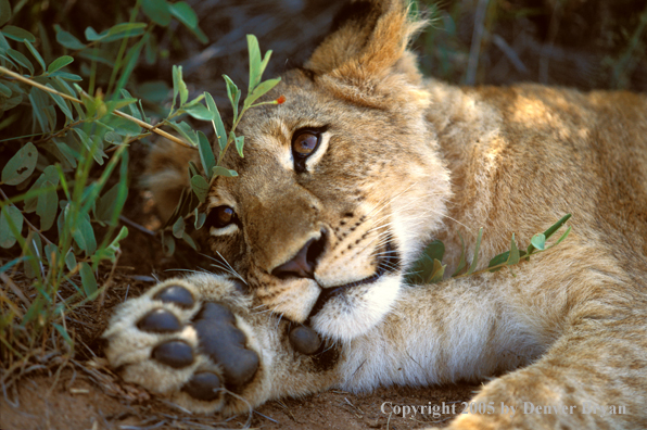 Lion cub in habitat. Africa.