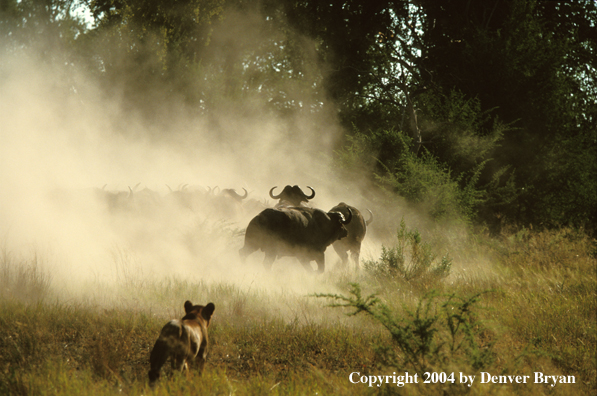 Female African lion hunting cape buffalo.