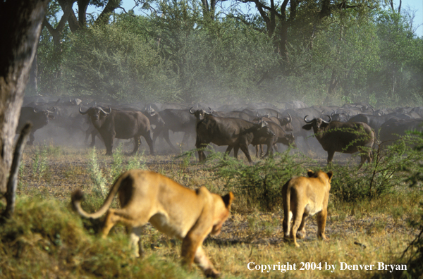 Female African lions hunting cape buffalo.