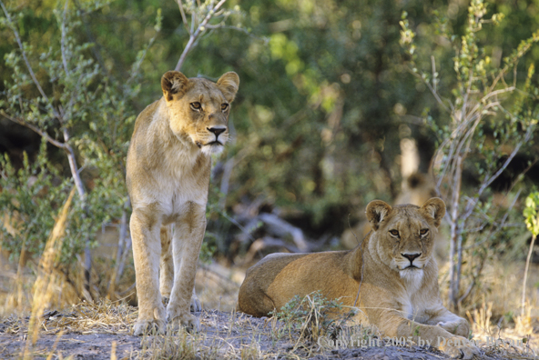 African lionesses hunting.