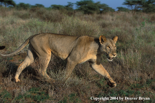 Female African lion in habitat.  Africa