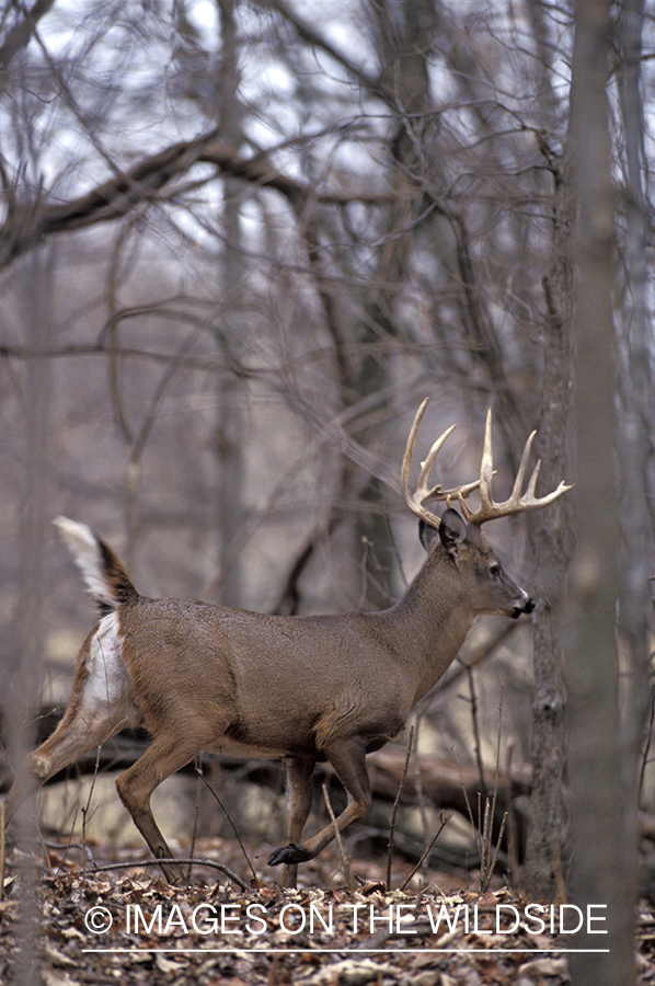 Whitetail deer running.