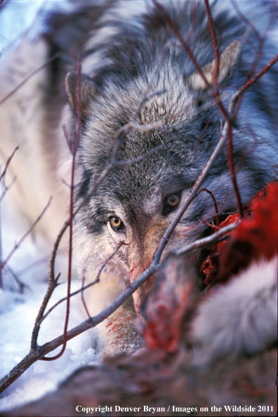 Gray wolf feeding on kill.