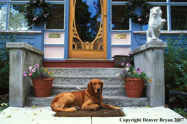 Golden Retriever on doorstep.