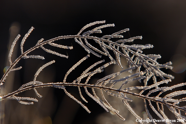 Frost covered vegetation.