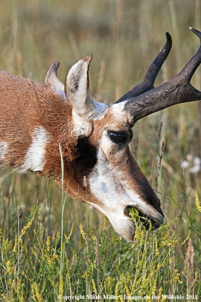 American Pronghorn Antelope buck grazing.