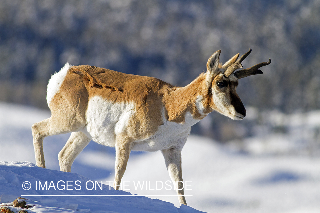 Pronghorn antelope buck in habitat.