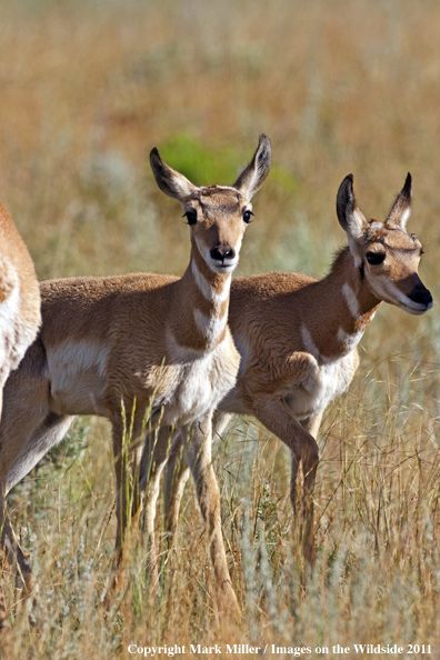 American Pronghorned Antelope fawns in habitat