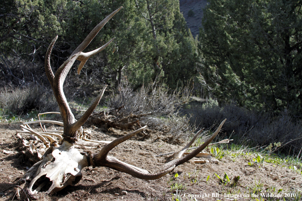 Bull Elk Skull/Antlers