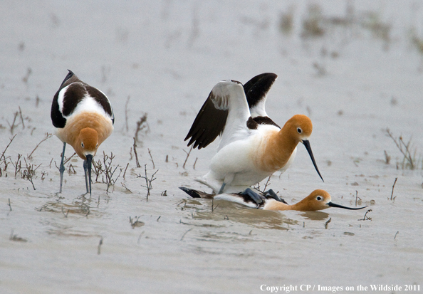 Avocets mating. 