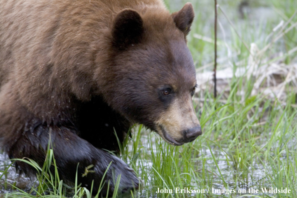 Brown phase bear in habitat.