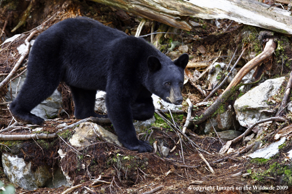 Black Bear in habitat