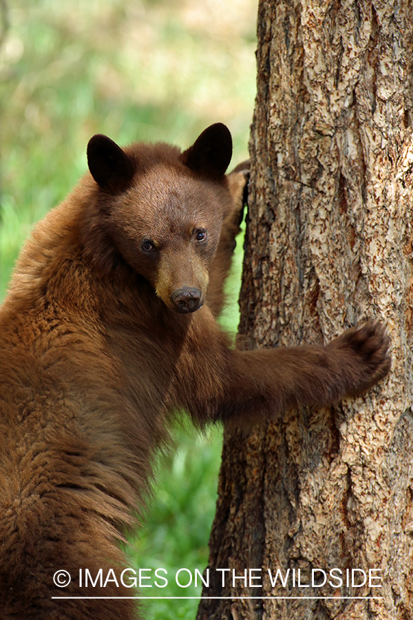 Young black bear climbing tree. 