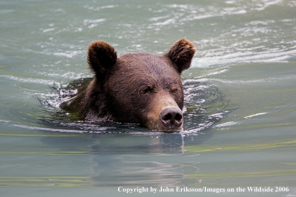 Brown bear in river.