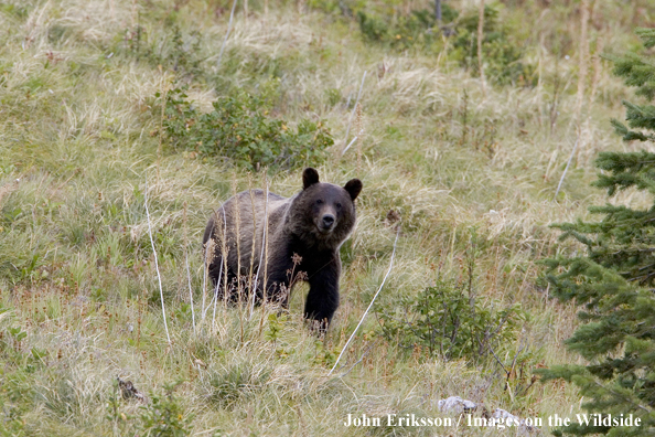 Grizzly bear in habitat.