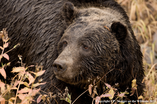 Grizzly bear in habitat. 