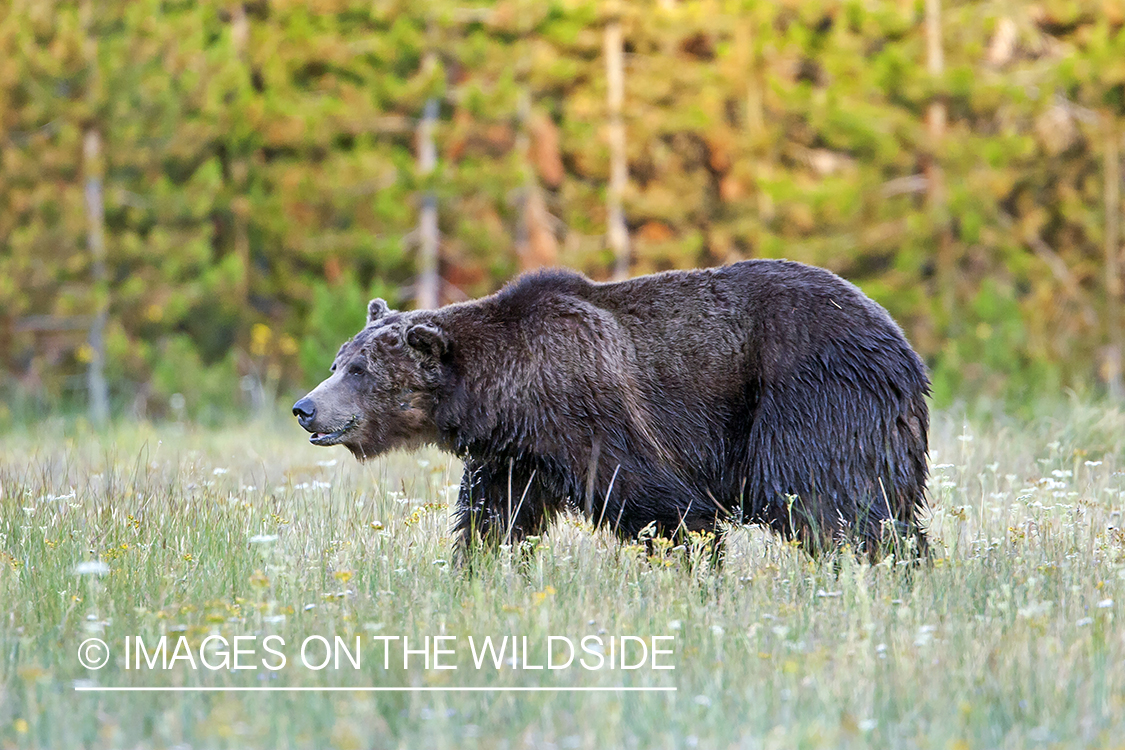 Grizzly bear in habitat.