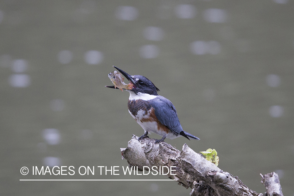 Kingfisher with fish.