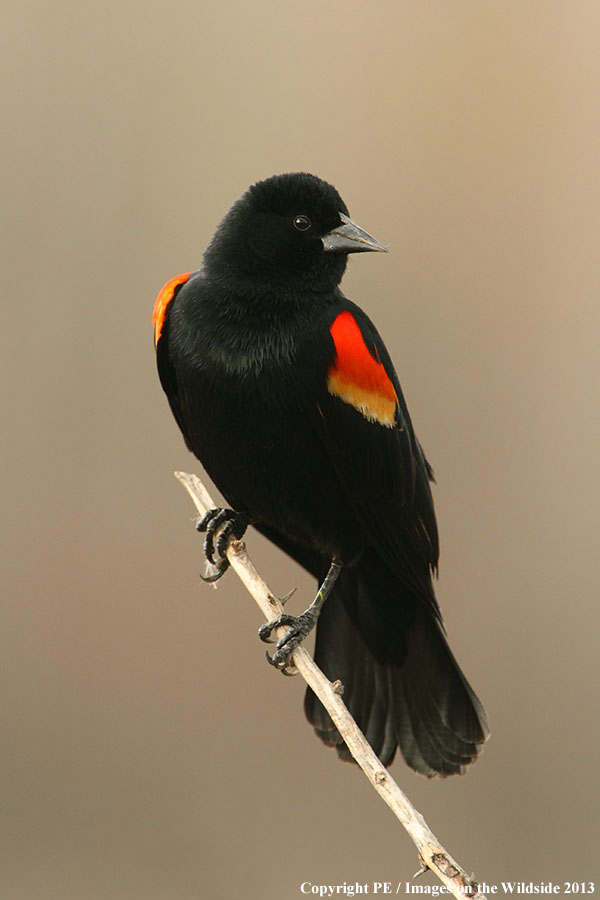 Red-winged Blackbird in habitat.