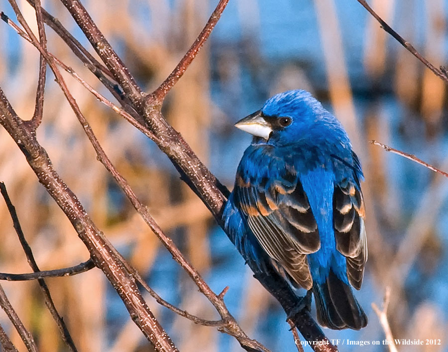 Blue Grosbeak in habitat.