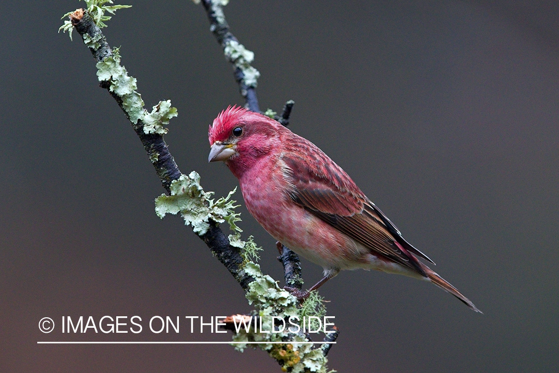 Purple finch in habitat.