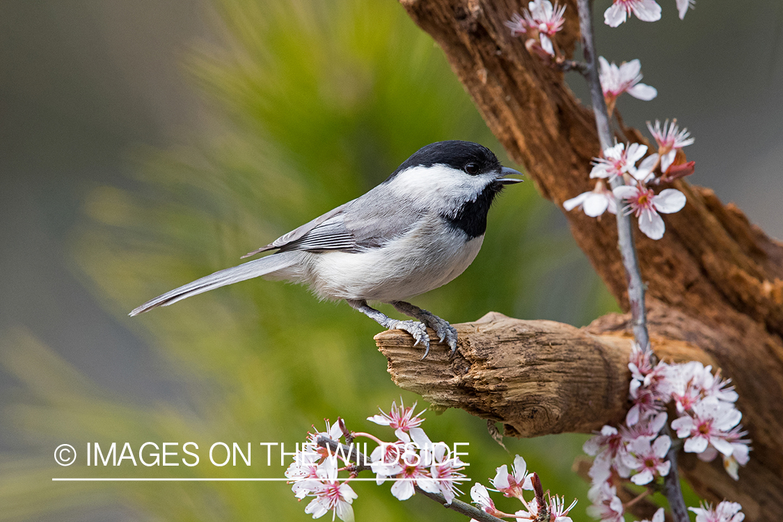 Carolina Chickadee on branch.