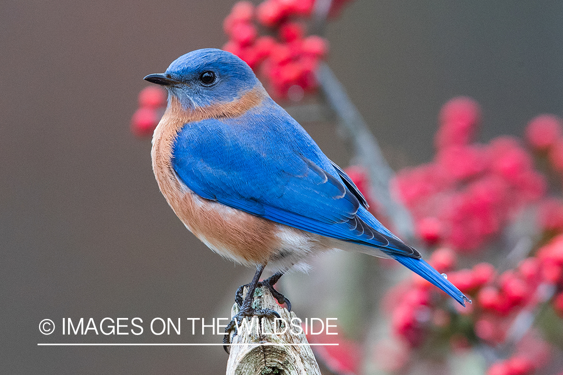 Eastern bluebird on branch.