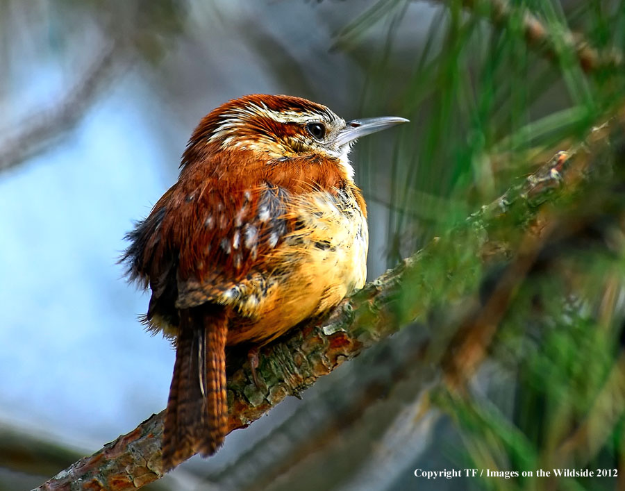 Carolina Wren in habitat.