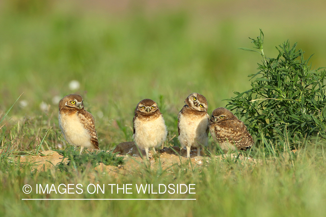 Young burrowing owls at nest.