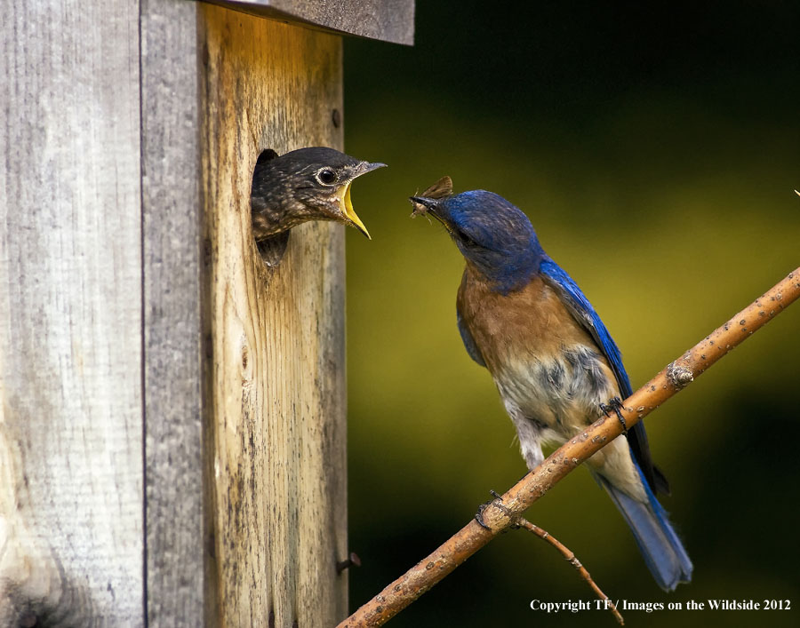 Bluebird feeding chick.