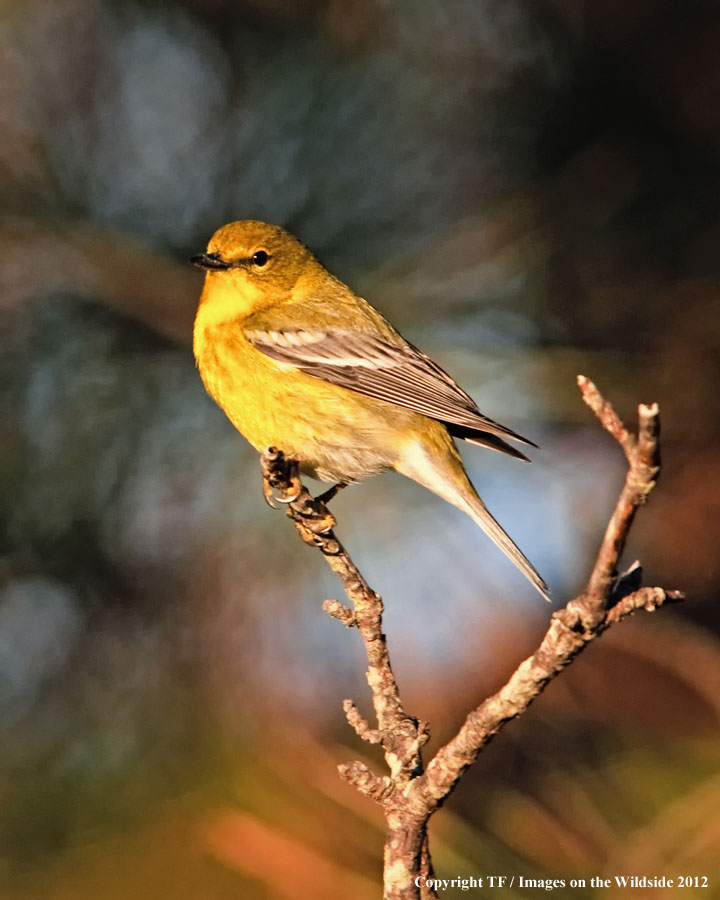 Pine Warbler in habitat.