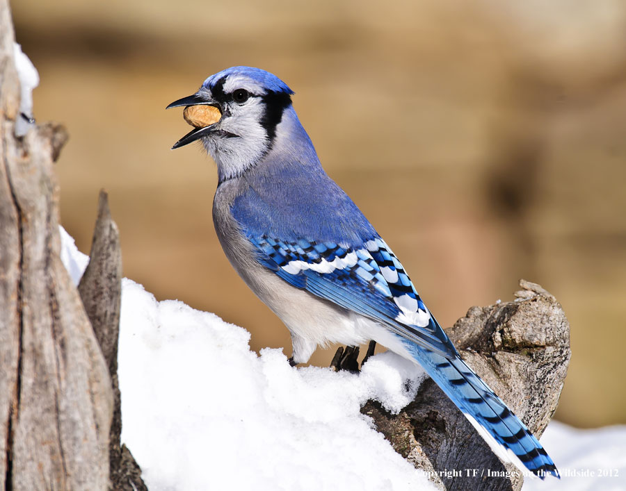 Blue Jay in habitat.