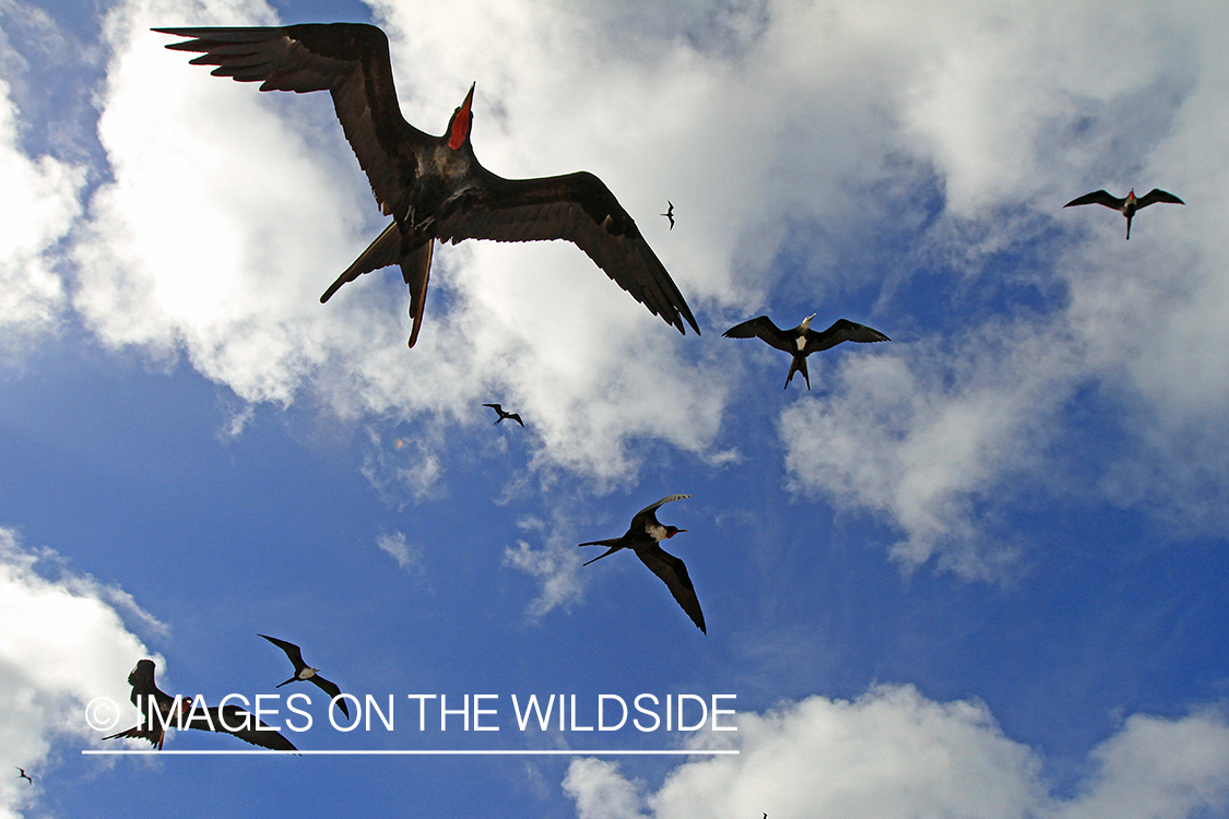 Flock of frigatebirds on Christmas Island.