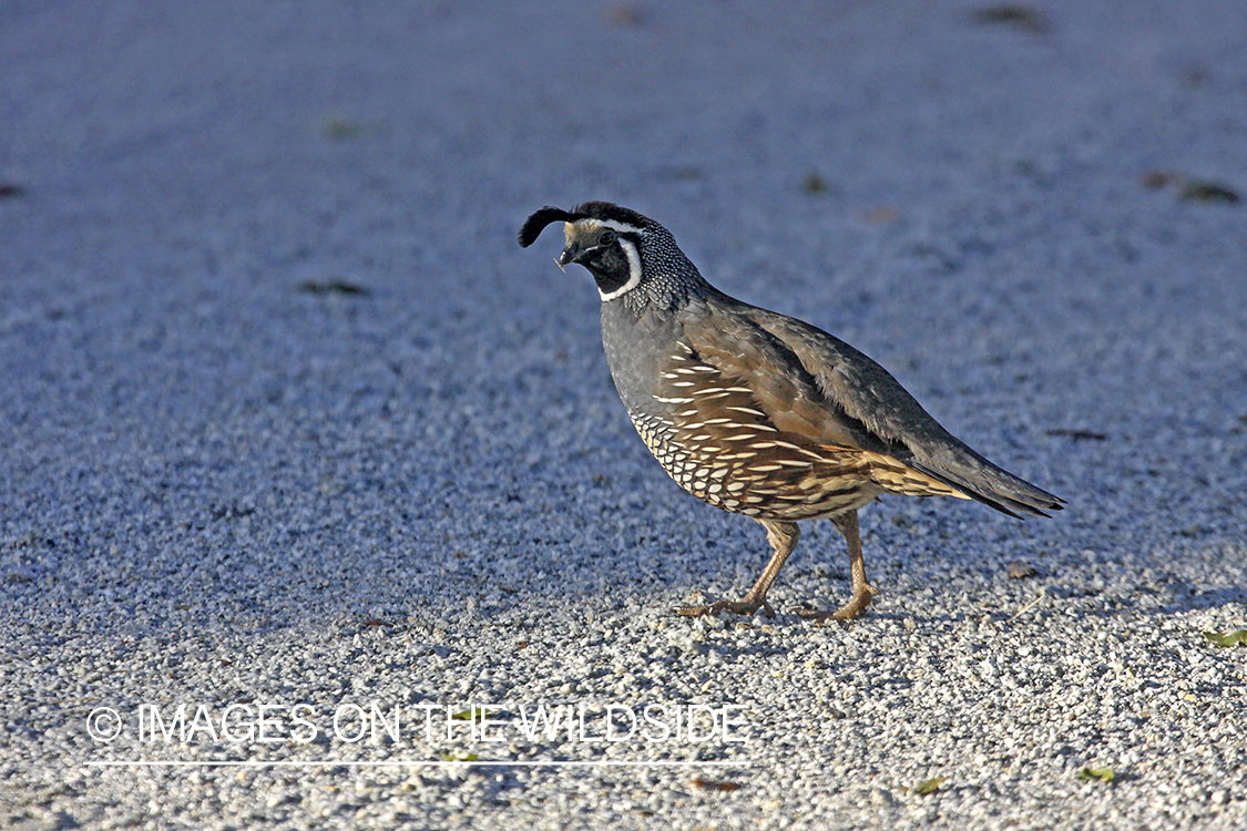 Male California (valley) quail