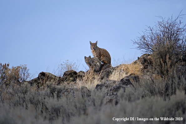 Bobcat (Lynx rufus) Female with three Young 