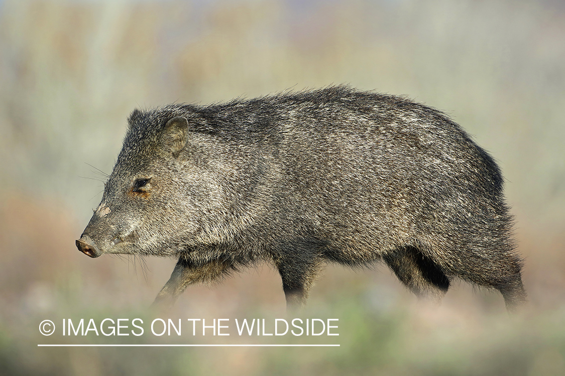 Javelina in habitat.