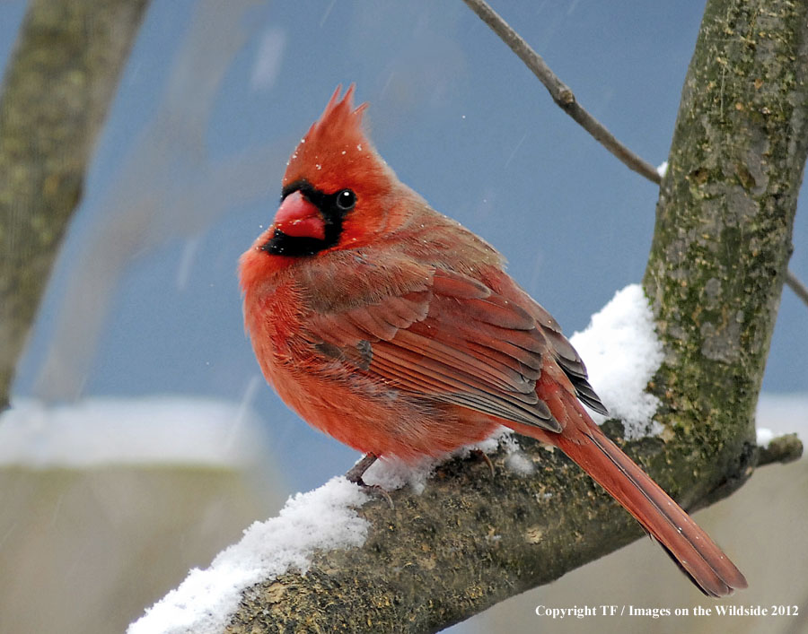 Cardinal in habitat.