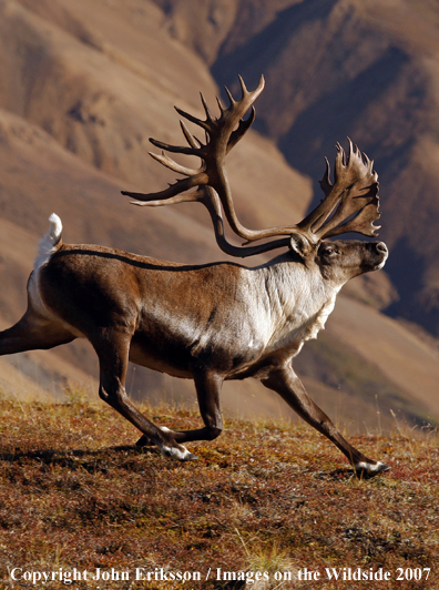 Barren Ground Caribou running 