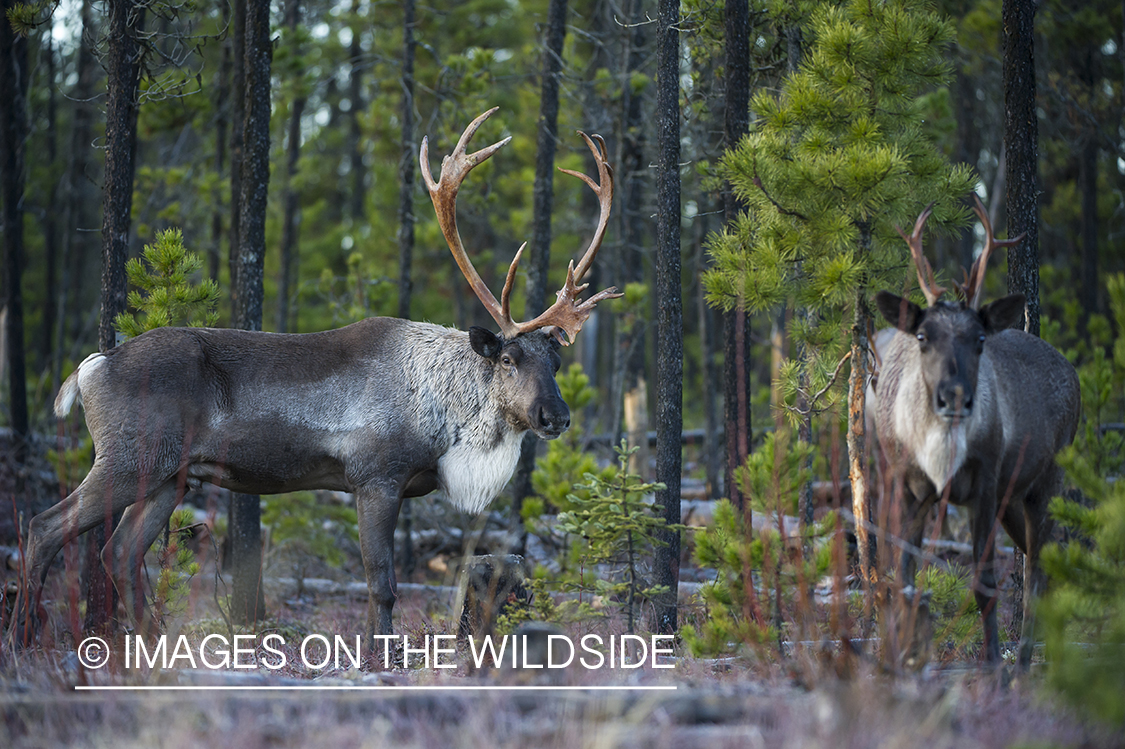 Woodland Caribou in woods.