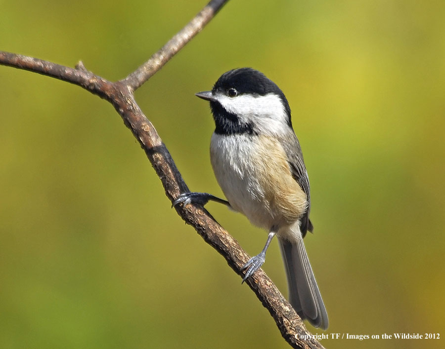 Black-capped Chickadee in habitat.