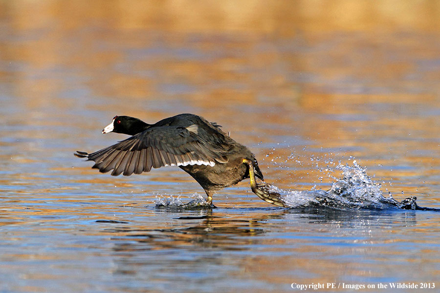 American Coot in habitat.