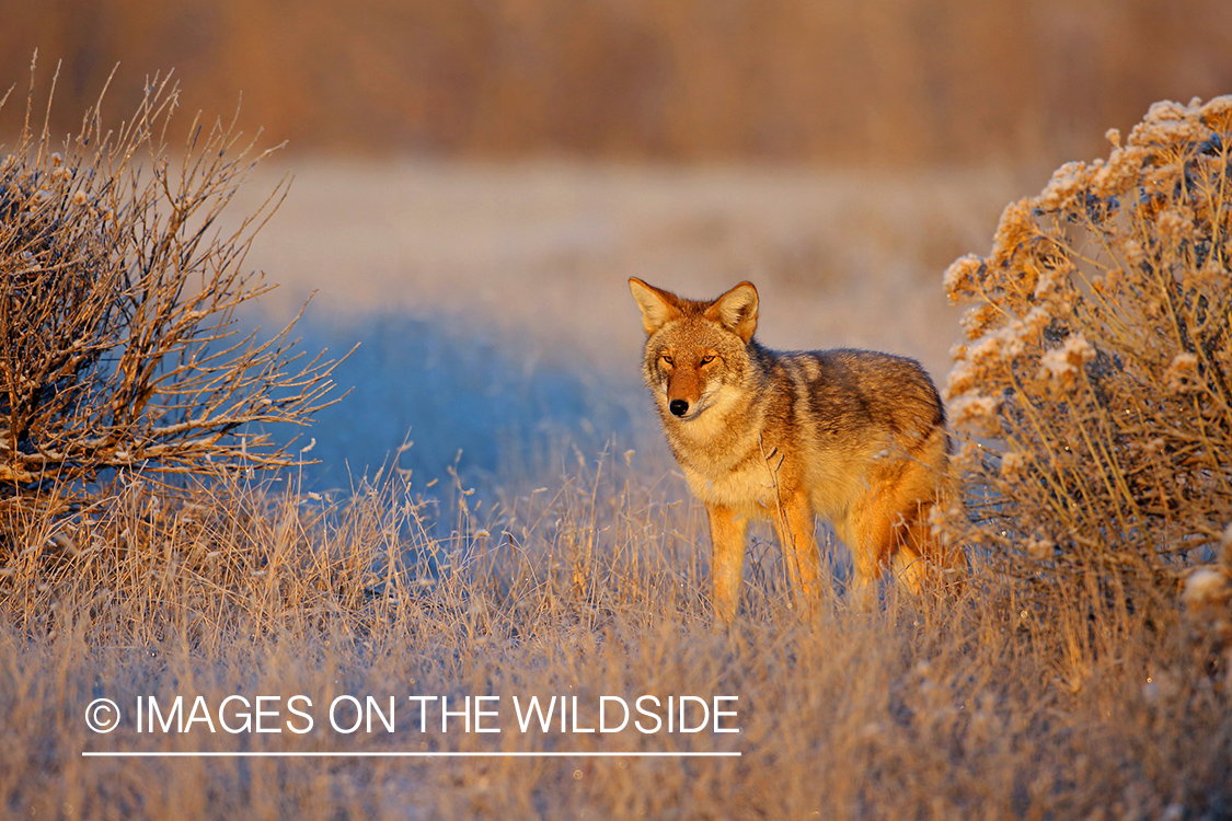 Coyote in habitat.