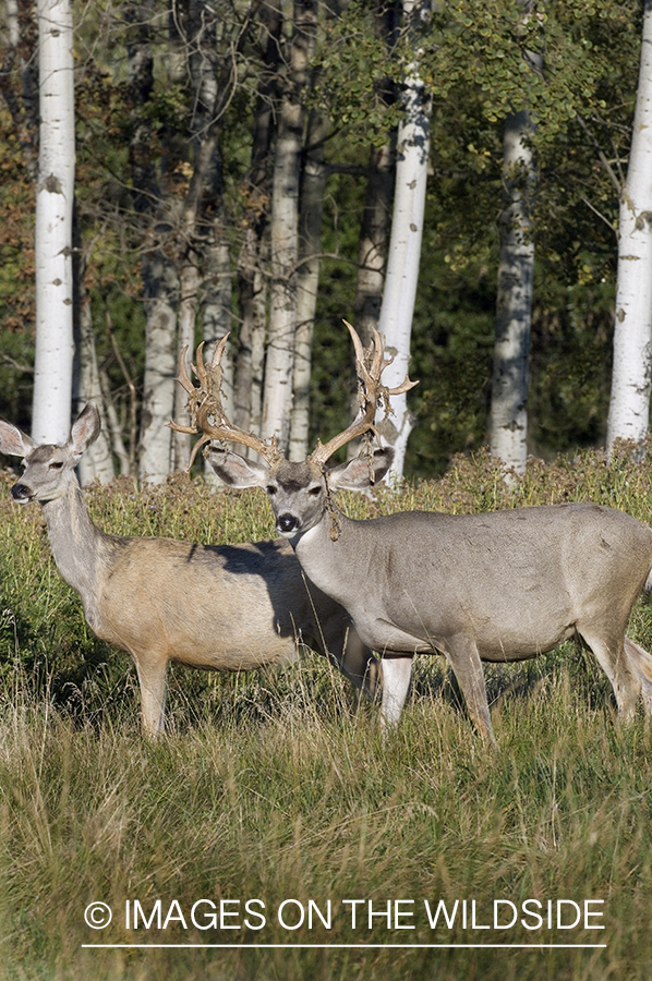 Mule deer in habitat.