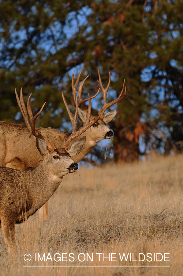 Mule Buck